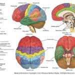 cervello antisociale